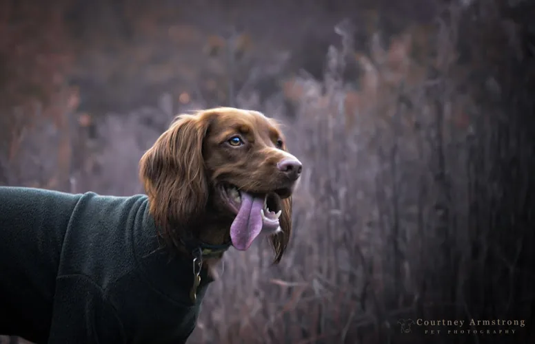 Courtney Armstrong Pet Photography