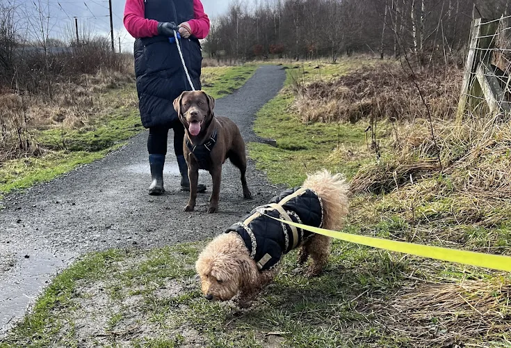 D&K Furry Friends