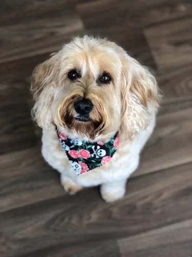 Darcys Dog Grooming Salon