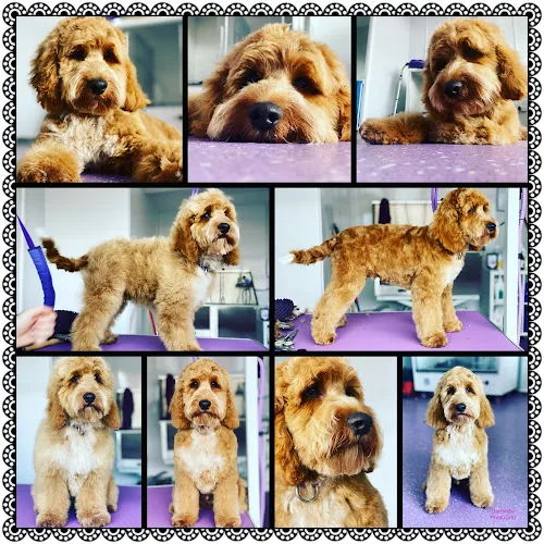 Darmistic Ltd Dog Grooming