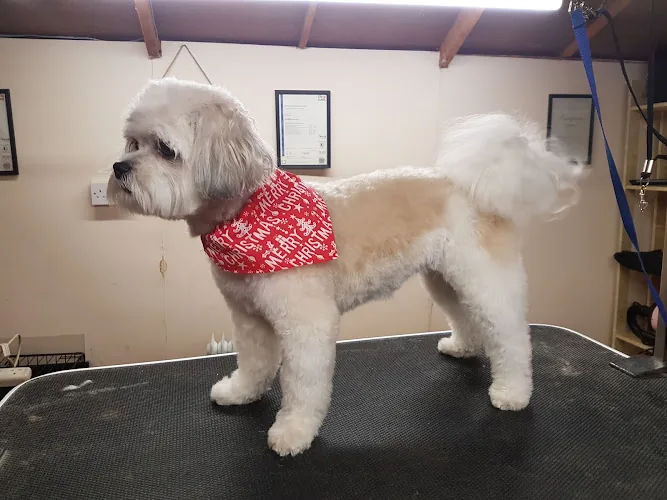 Dog Gone Clean Grooming