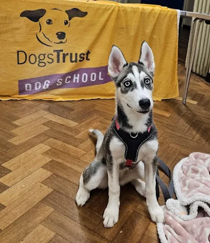 Dog School Newcastle