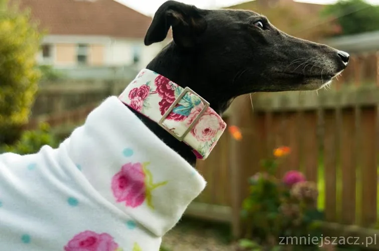 DogandHomeUk