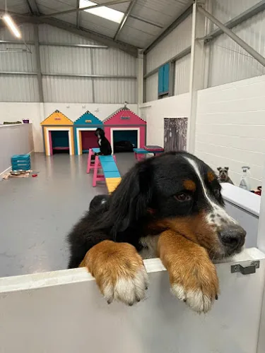 Doggy Days Boutique, Creche & Grooming Salon Rated 5* by Northumberland County Council