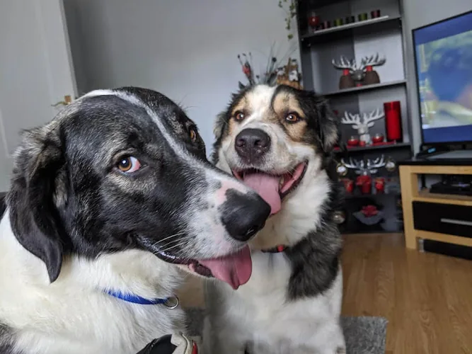 Dogs Are Us