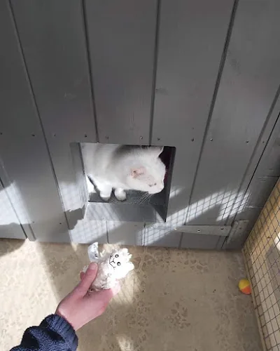 Ferndene Cattery