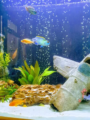Fish Alive