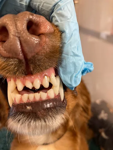 Furry Fangs (Dog Teeth Cleaning)
