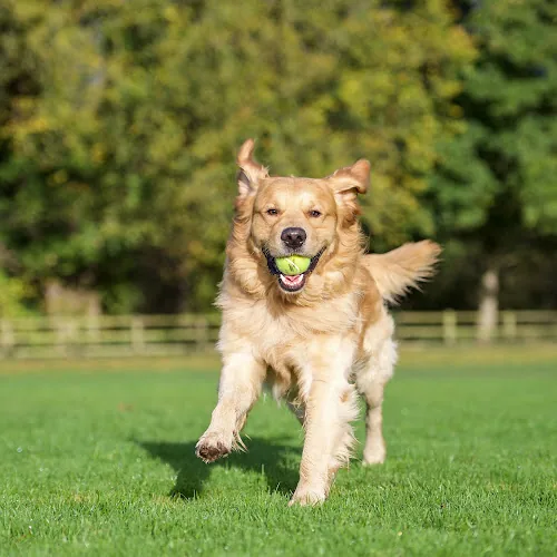 Furry Towers - Home Dog Boarding
