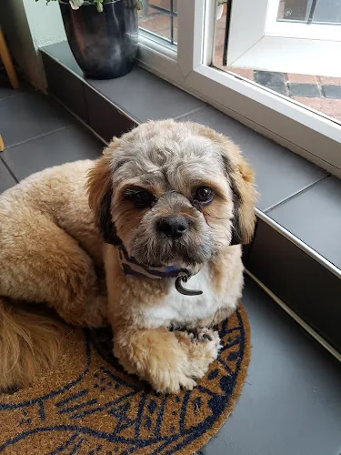 Gentle Paws Dog Grooming Hebburn