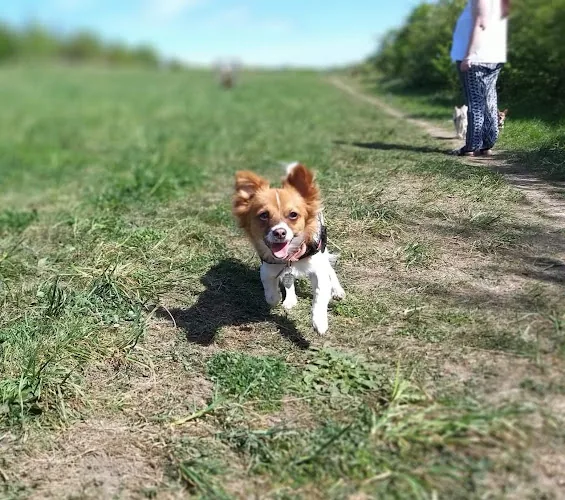 Green Dog Training