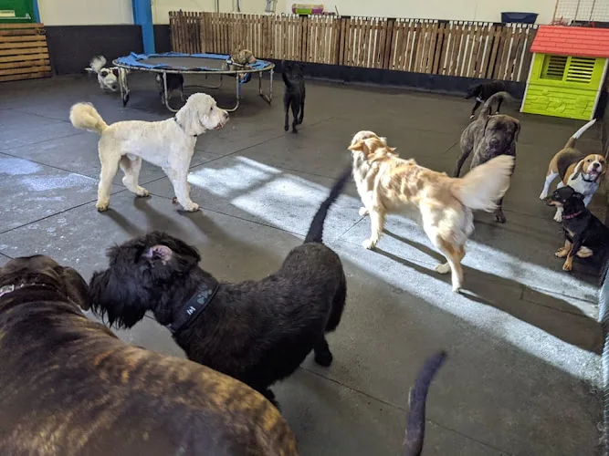 Greencroft Dog Day Care, Greencroft Dog Shop and Natural Treats and Grooming Services
