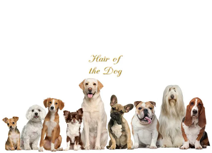 Hair Of The Dog