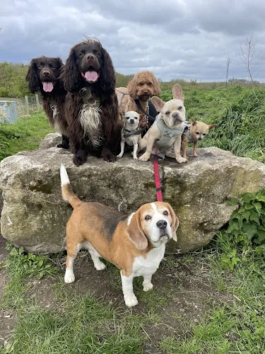 Happy Adventures Dog Walking & Pet Services