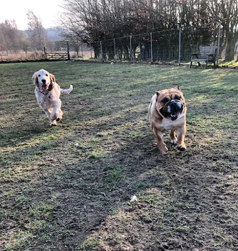 Home From Home Boarding Kennels