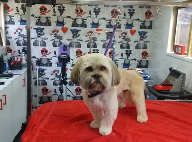 Hounds of Love Dog Grooming Salon