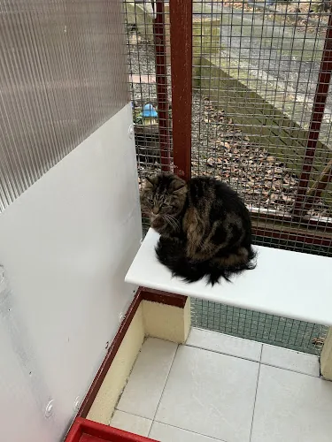 Howlish Boarding Cattery