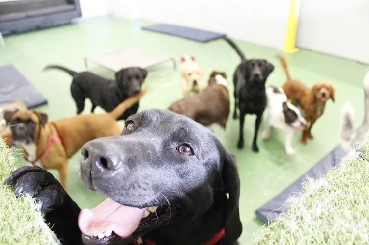 K9 Room Day Care For Dogs