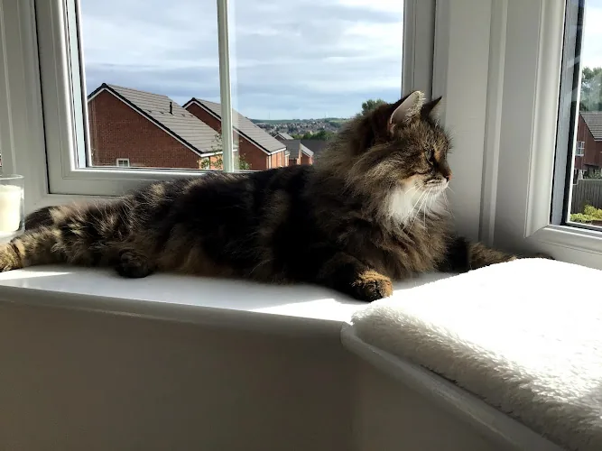 Katie's Luxury Cat Hotel