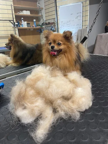 LA Dog Grooming