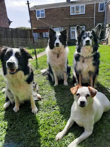 Lesley Thompson Dog Behaviour and Training Specialist