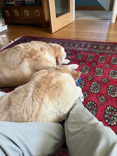 Lucy's Dog Boarding