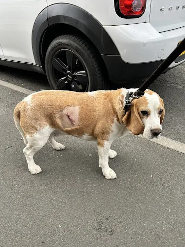 Medivet Chester-le-Street