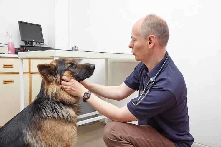 Medivet Washington