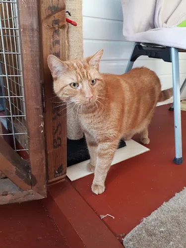 Milldene Farm Cattery
