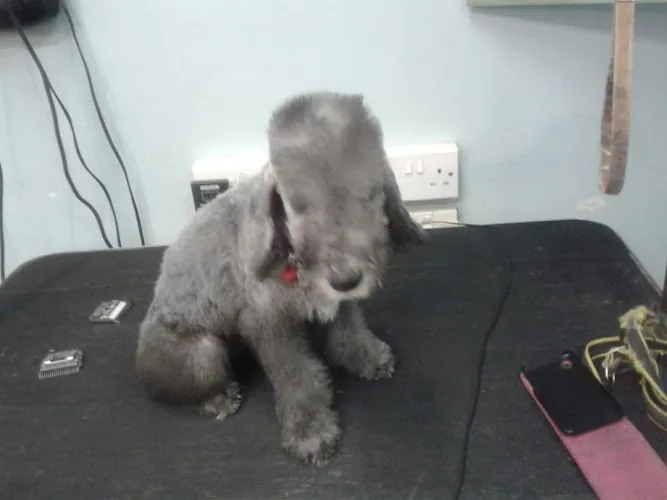 Millionhairs Dog Grooming