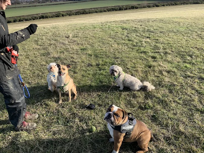 Mischievous Mutts and Moggies