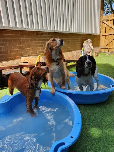 Morpeth | The Doggy Day Care Centre