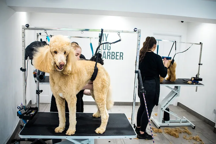 My Dog Barber (Hebburn)
