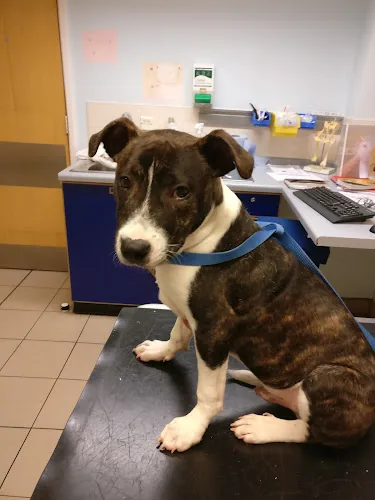 Newcastle-Upon-Tyne PDSA Pet Hospital