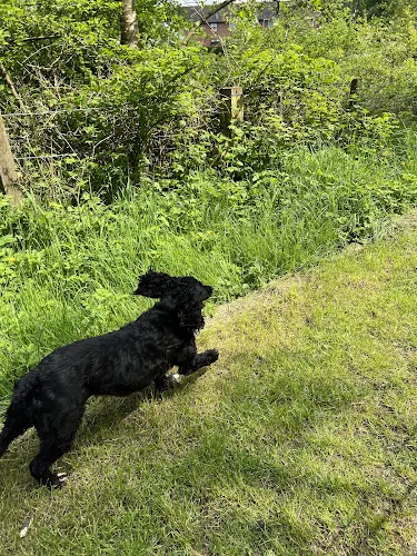 Nic’s dog walking
