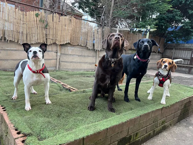 Nic's stay and play doggy day care