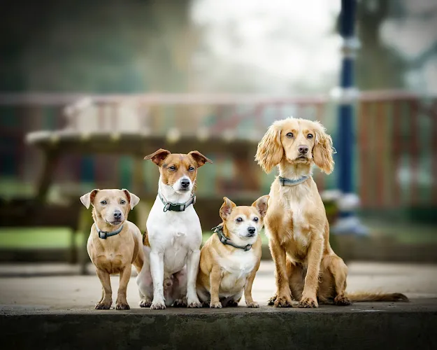 North East Dog, Pet and Portrait Photographer