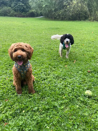 Nova's Pup Patrol