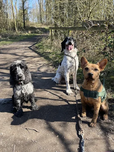 Odie’s Mates Dog Walking