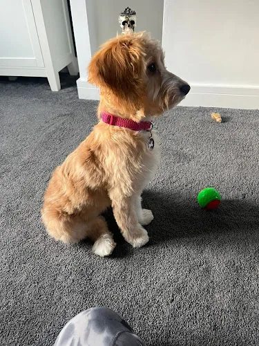 Pampered Paws dog grooming