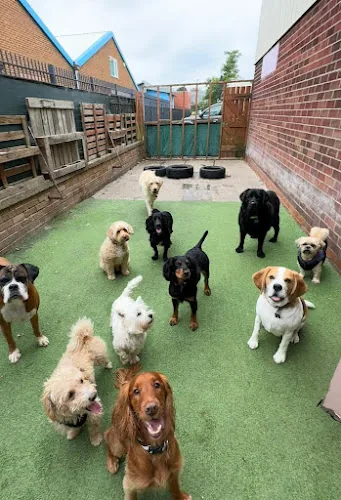 Pawfect days