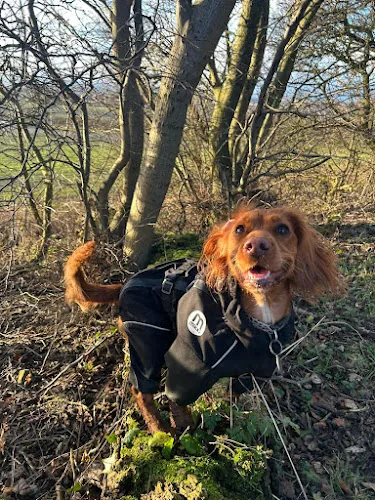 Paws Outdoors Sunderland