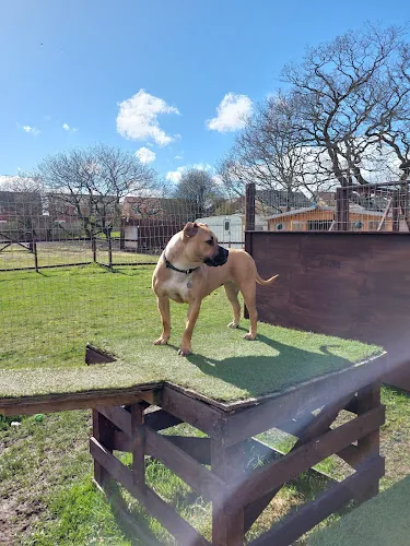 PAWSOME PARK