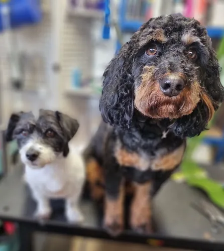Ponteland Pads and Paws Dog Grooming