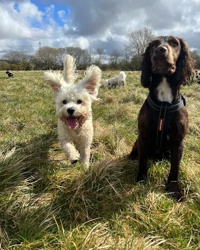 Pooches in puddles