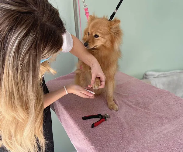 Pooches Parlour