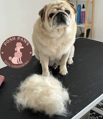 Posh Paws Dog Grooming