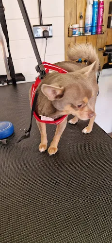 Puddles & paws