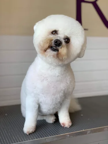 Ruffs Dog Salon