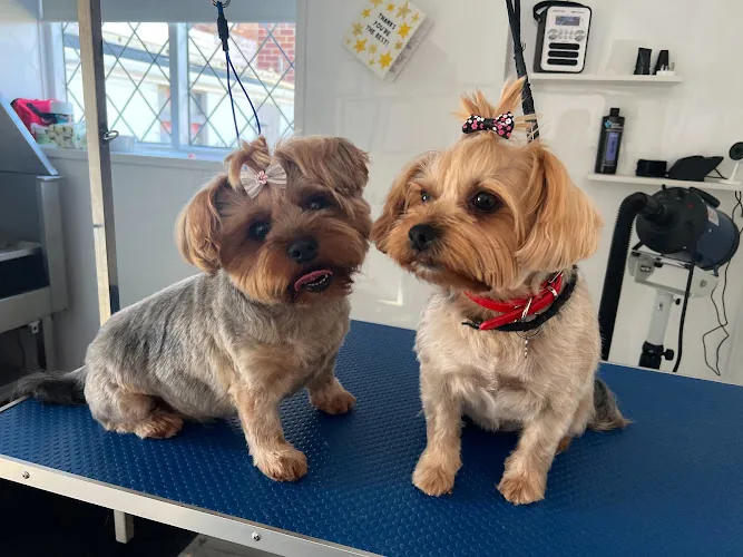 Salon 51 Dog Grooming